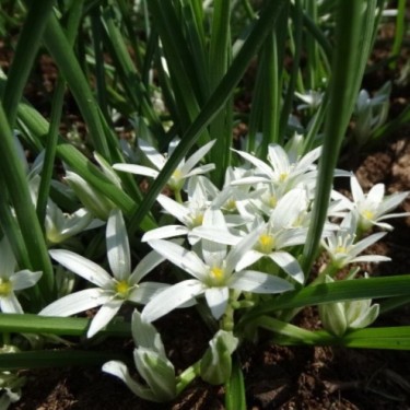 Ornithogalum sintenisii