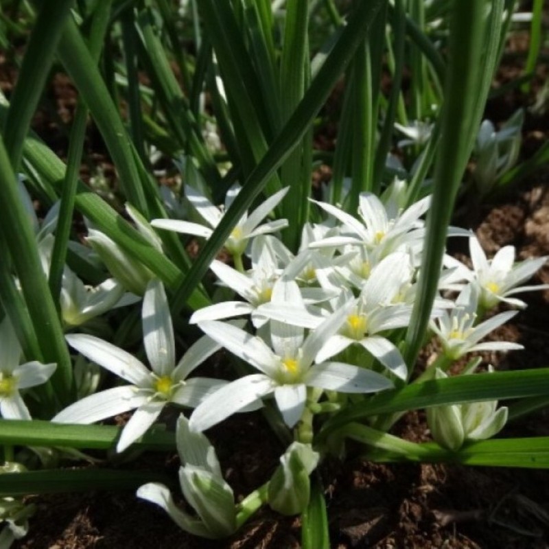 Ornithogalum sintenisii Ornithogalum sintenisii