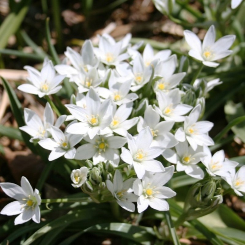 Ornithogalum platyphyllum Ornithogalum platyphyllum