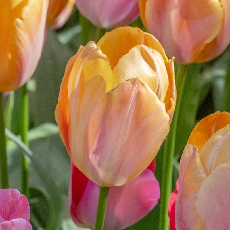 Tulipa 'Apricot van Eijk' Tulipa 'Apricot van Eijk'
