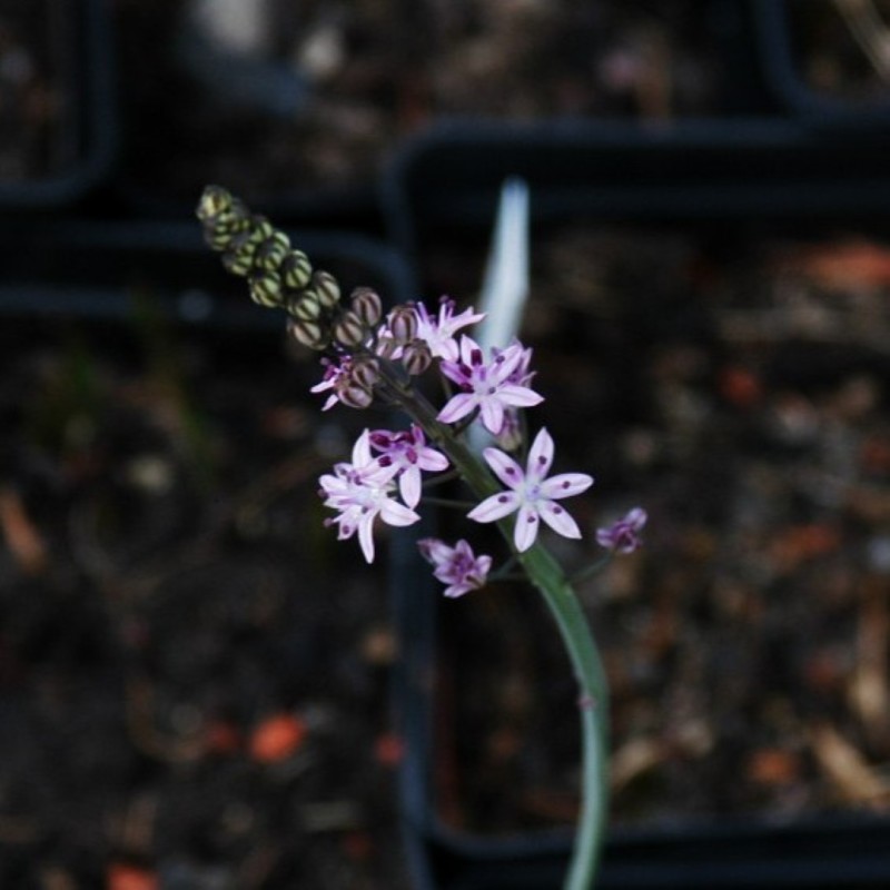 Prospero obtusifolium