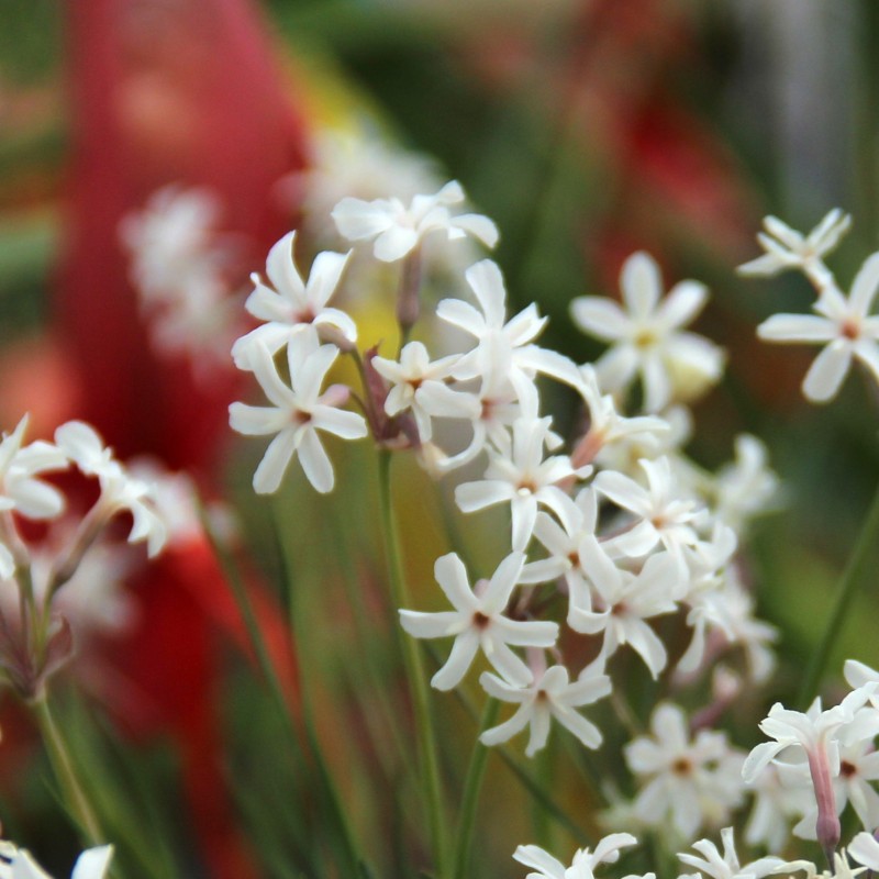 Tulbaghia comminsii -hybrid-