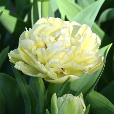 Tulipa 'Avant Garde'