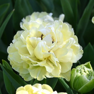 Tulipa 'Avant Garde'