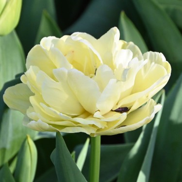 Tulipa 'Avant Garde'