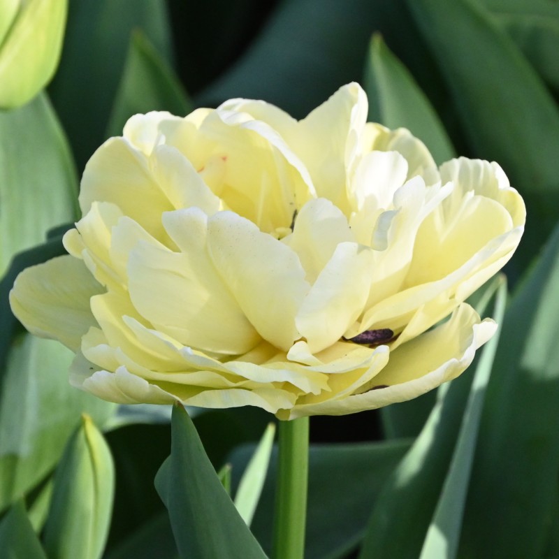 Tulipa 'Avant Garde'