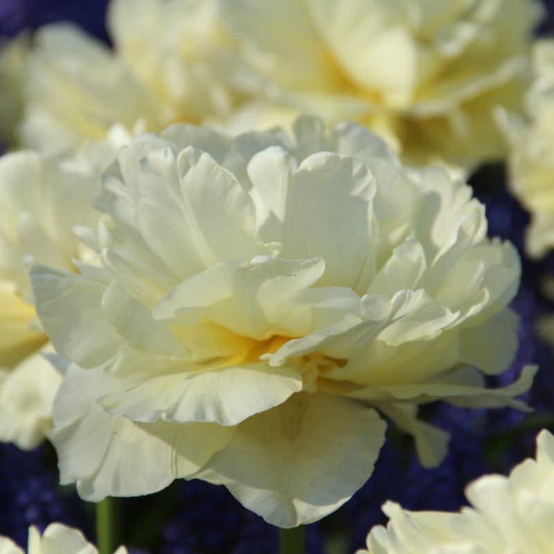 Tulipa 'Avant Garde'