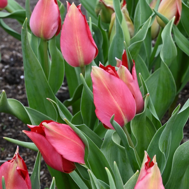 Tulipa confusa -red- Tulipa confusa -red-