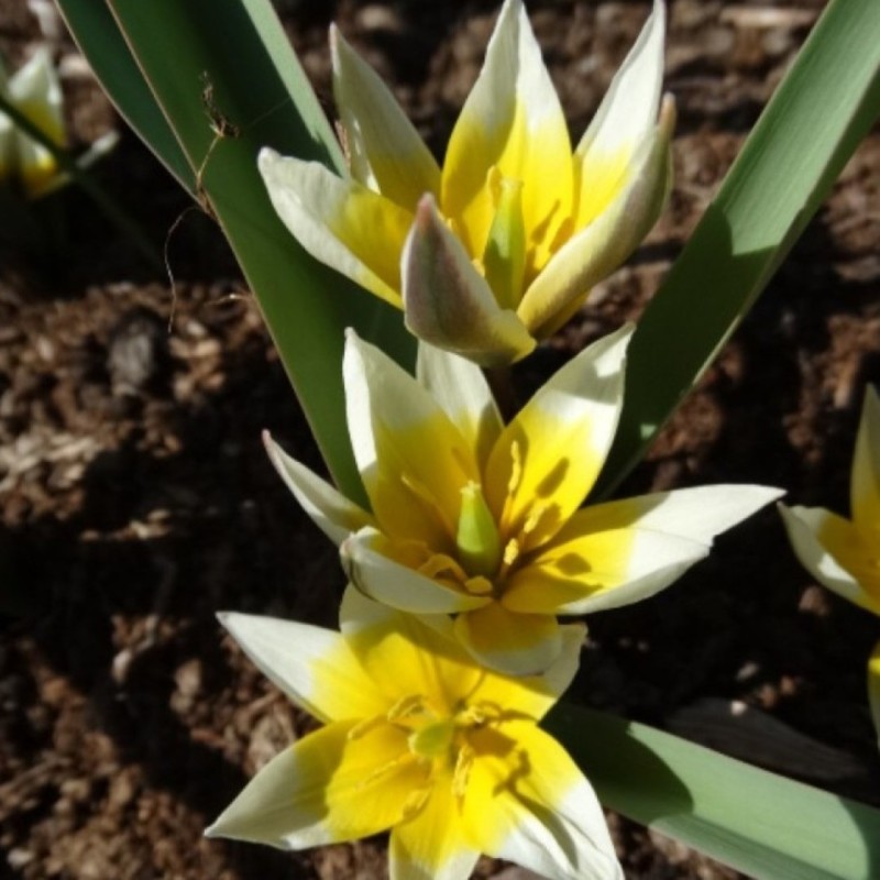 Tulipa dasystemonoides Tulipa dasystemonoides
