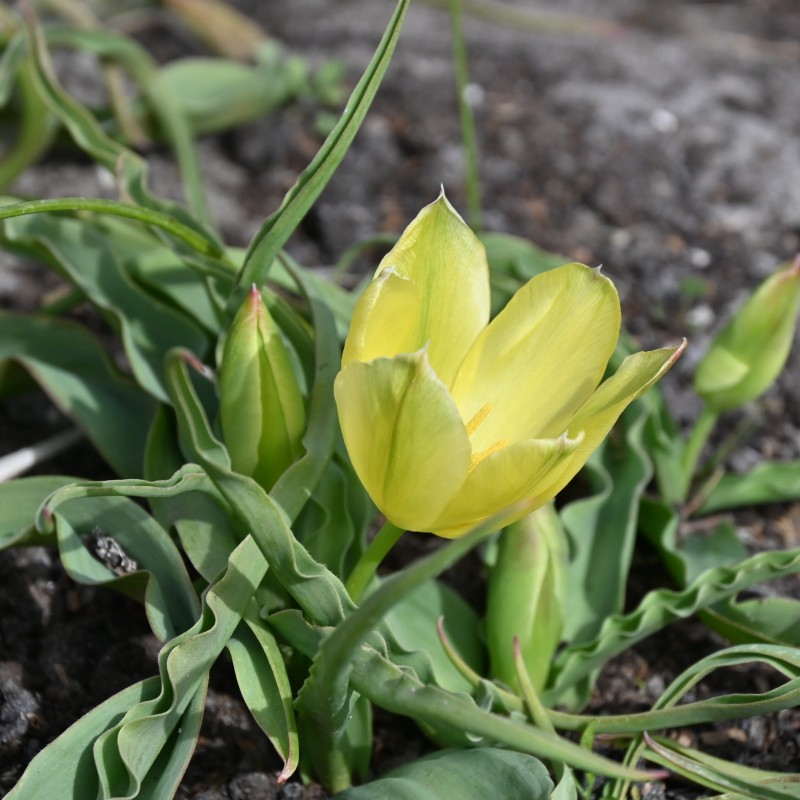 Tulipa galatica Tulipa galatica