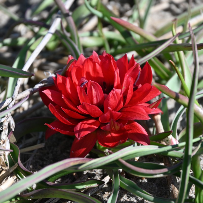 Tulipa humilis 'Samantha' Tulipa humilis 'Samantha'