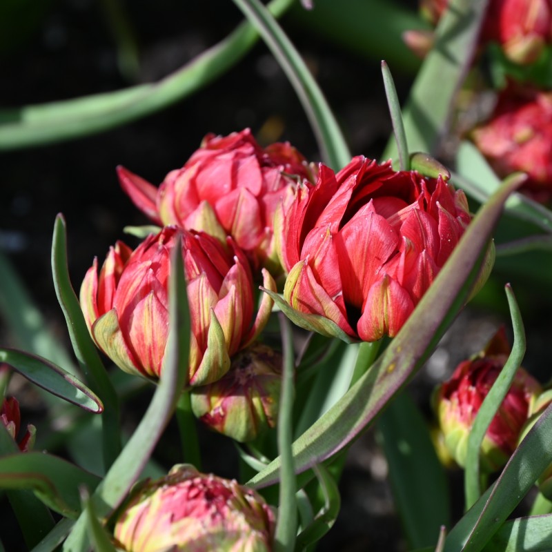 Tulipa humilis 'Samantha' Tulipa humilis 'Samantha'