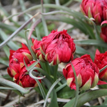 Tulipa humilis 'Samantha' Tulipa humilis 'Samantha'