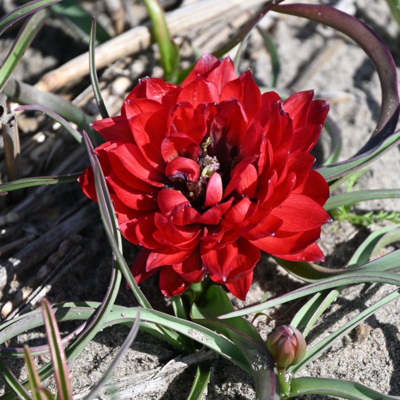 Tulipa humilis 'Samantha' Tulipa humilis 'Samantha'