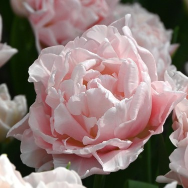 Tulipa 'Dreamer'