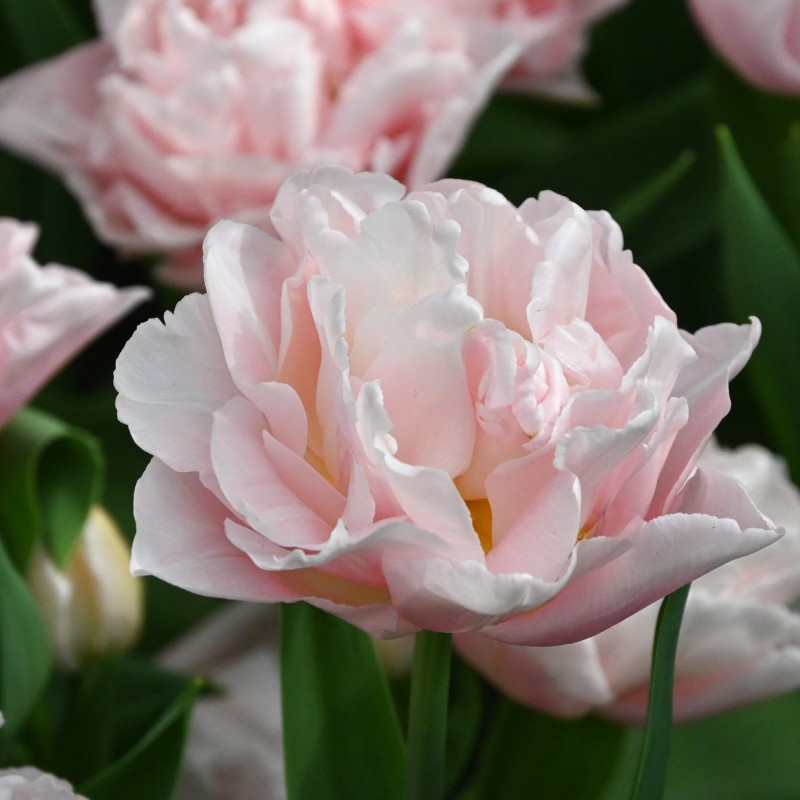 Tulipa 'Dreamer' Tulipa 'Dreamer'
