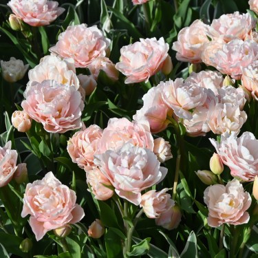 Tulipa 'Dreamer' Tulipa 'Dreamer'