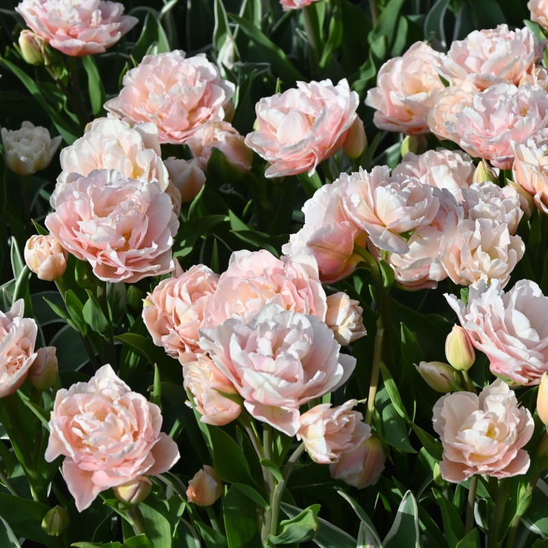 Tulipa 'Dreamer' Tulipa 'Dreamer'