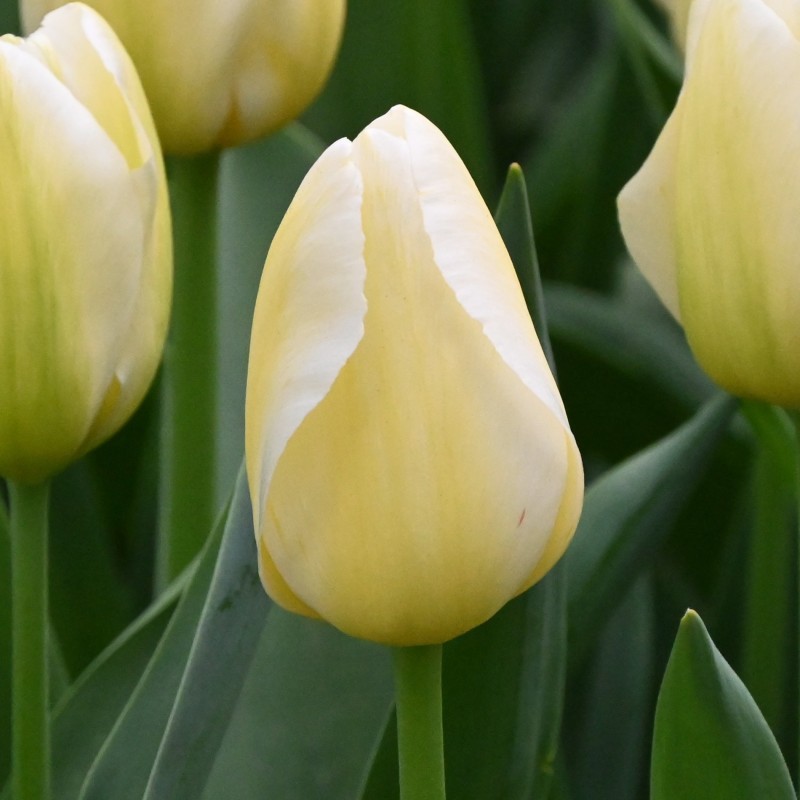 Tulipa 'Françoise'
