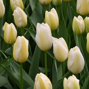 Tulipa 'Françoise'