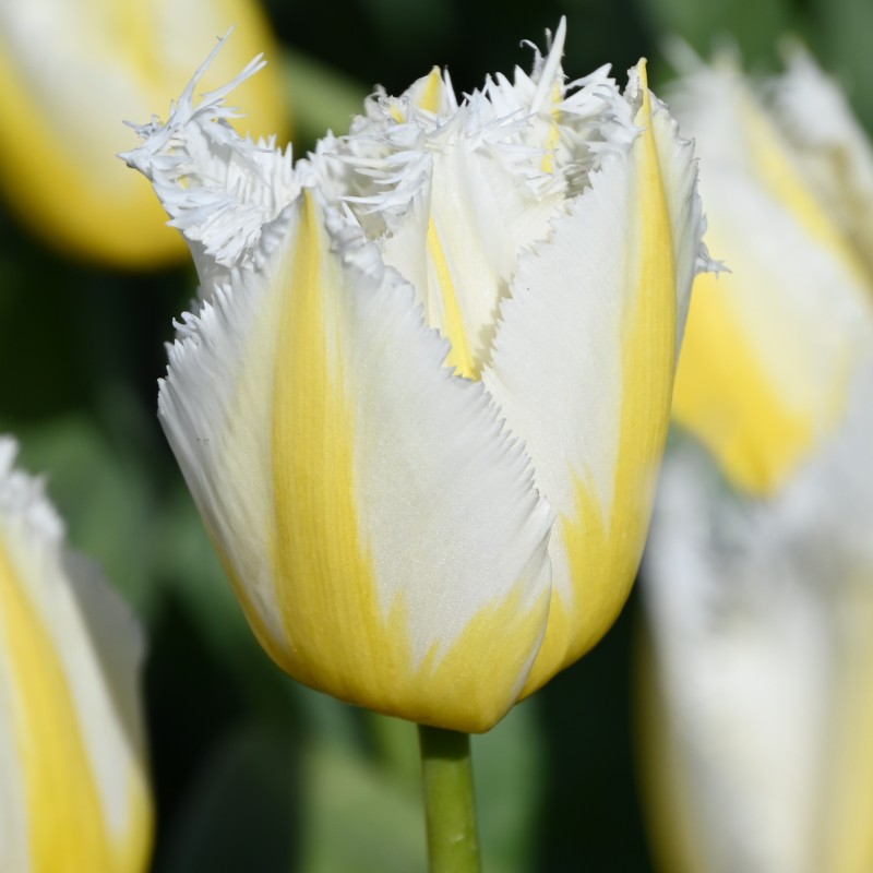 Tulipa 'Lemon Beauty' ® Tulipa 'Lemon Beauty' ®