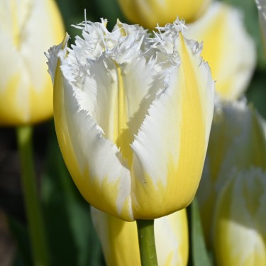 Tulipa 'Lemon Beauty' ® Tulipa 'Lemon Beauty' ®