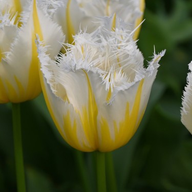 Tulipa 'Lemon Beauty' ® Tulipa 'Lemon Beauty' ®