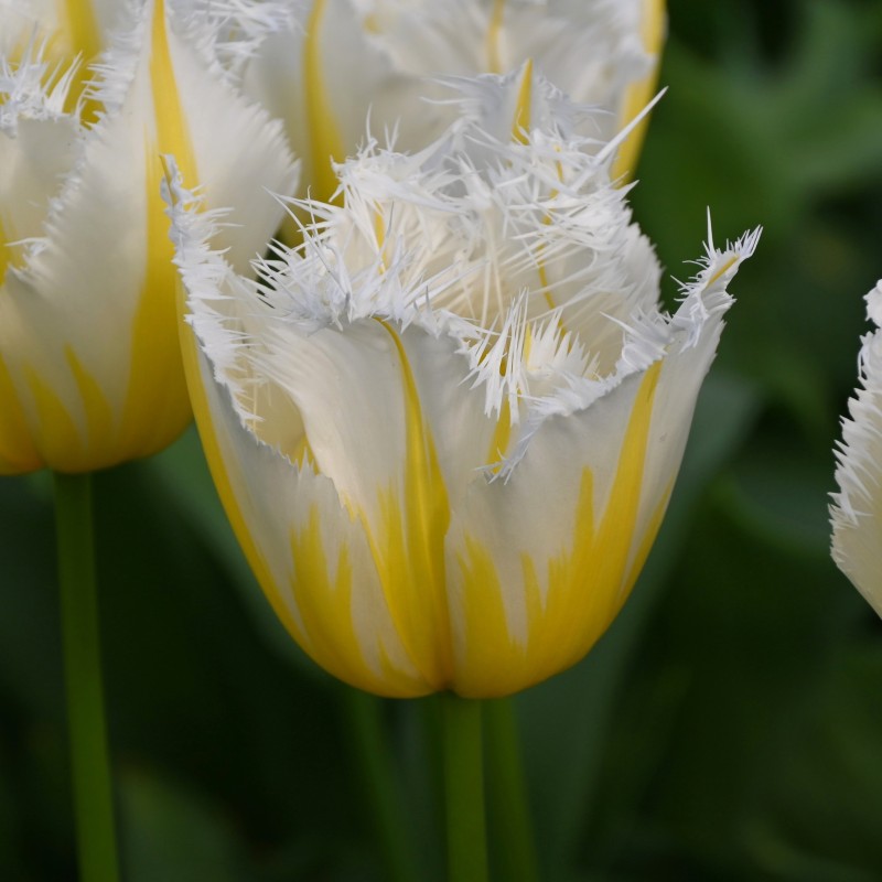Tulipa 'Lemon Beauty' ® Tulipa 'Lemon Beauty' ®