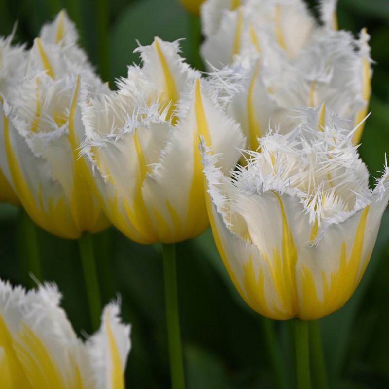 Tulipa 'Lemon Beauty' ® Tulipa 'Lemon Beauty' ®
