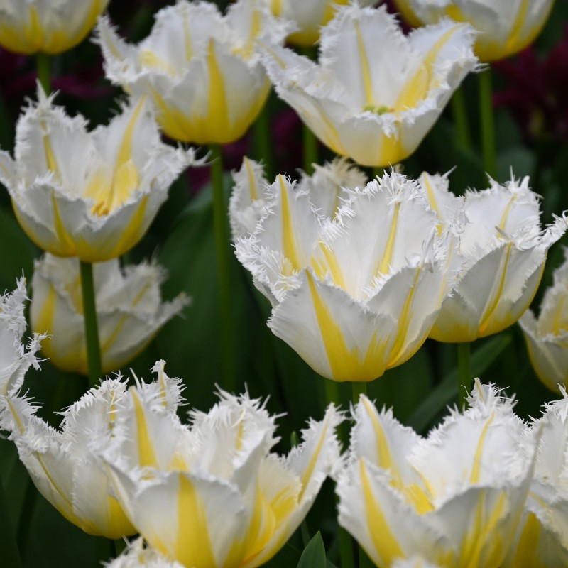 Tulipa 'Lemon Beauty' ® Tulipa 'Lemon Beauty' ®