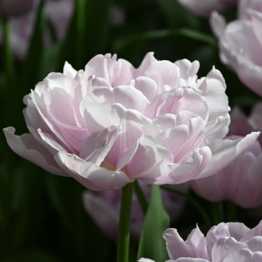 Tulipa 'Katinka'