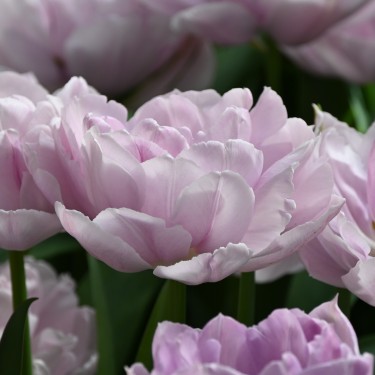 Tulipa 'Katinka' Tulipa 'Katinka'