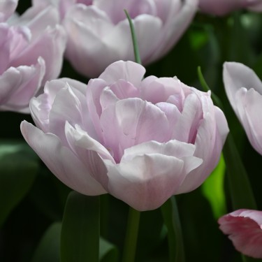 Tulipa 'Katinka' Tulipa 'Katinka'