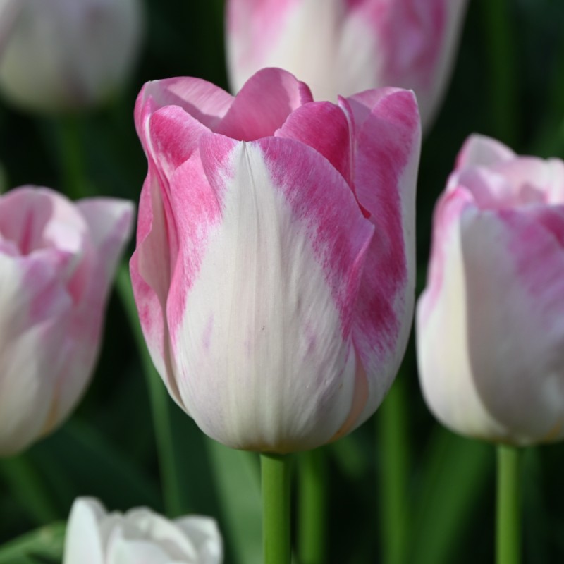 Tulipa 'Infinity' Tulipa 'Infinity'