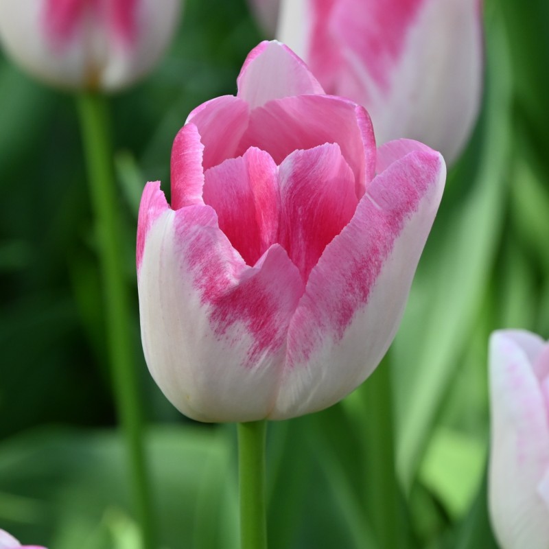 Tulipa 'Infinity' Tulipa 'Infinity'
