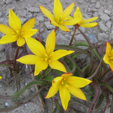 Tulipa celsiana