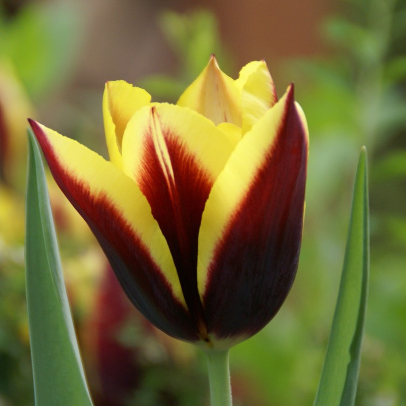 Tulipa 'Gavota' Tulipa 'Gavota'