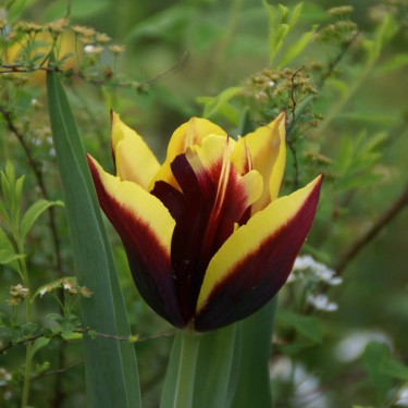 Tulipa 'Gavota' Tulipa 'Gavota'