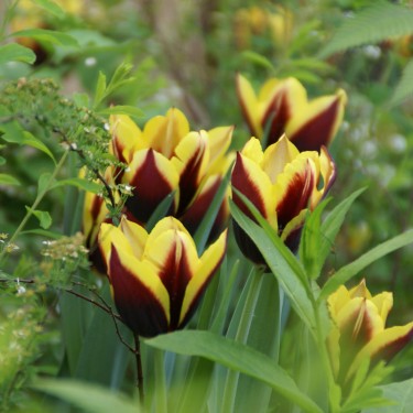 Tulipa 'Gavota' Tulipa 'Gavota'