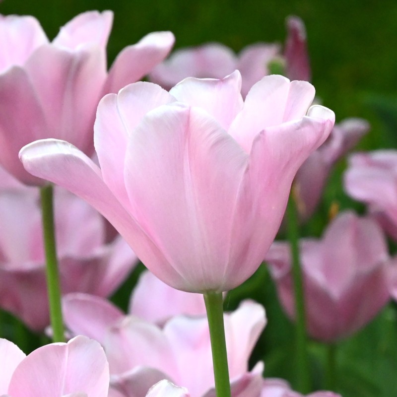 Tulipa 'Mistress'® Tulipa 'Mistress'®