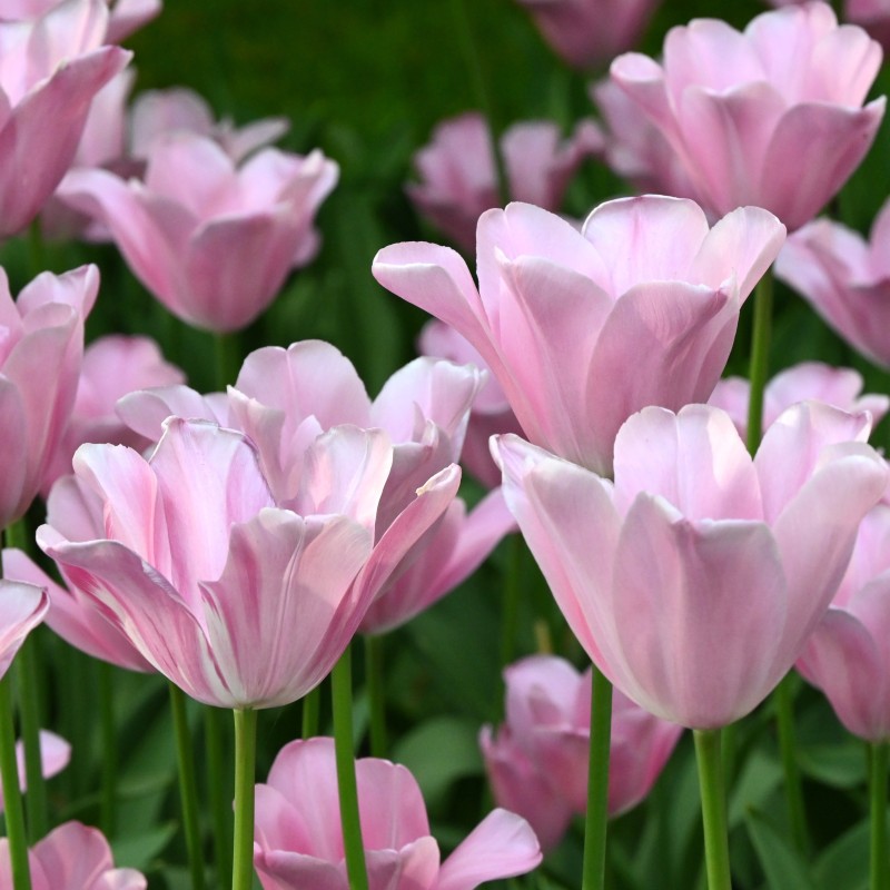 Tulipa 'Mistress'® Tulipa 'Mistress'®