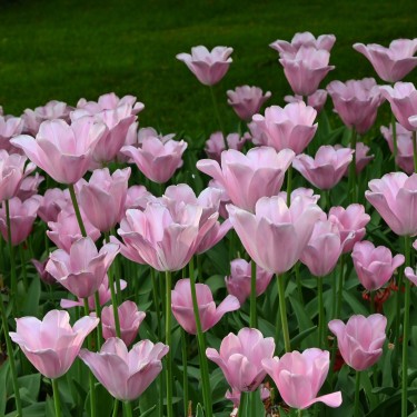 Tulipa 'Mistress'® Tulipa 'Mistress'®
