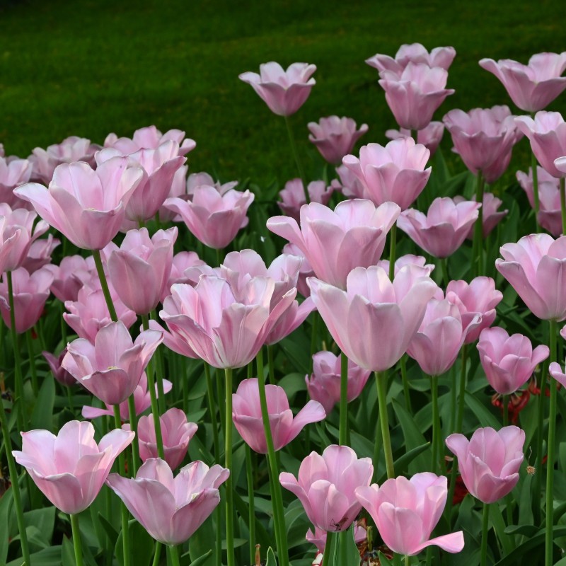 Tulipa 'Mistress'® Tulipa 'Mistress'®