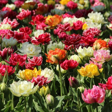Tulipa -Premium Murillo Mix-