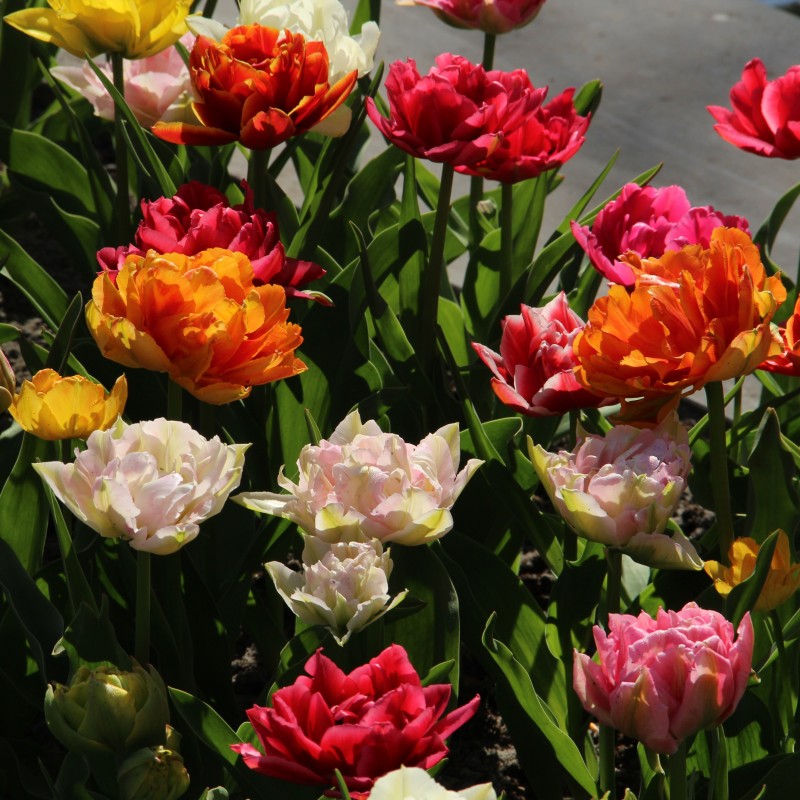 Tulipa -Premium Murillo Mix-