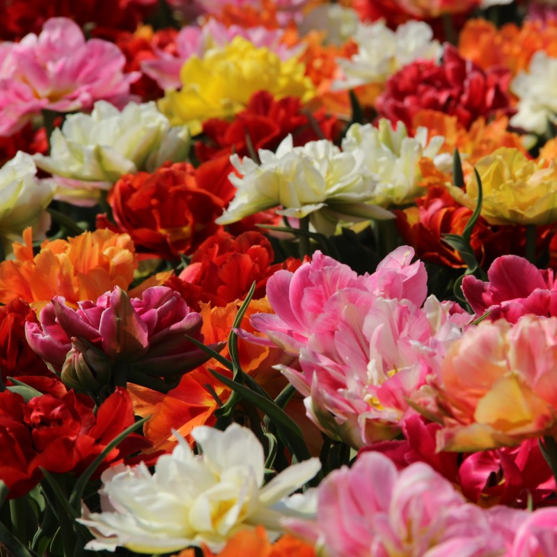 Tulipa -Premium Murillo Mix-