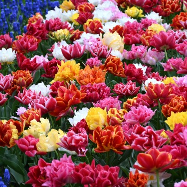 Tulipa -Premium Murillo Mix-