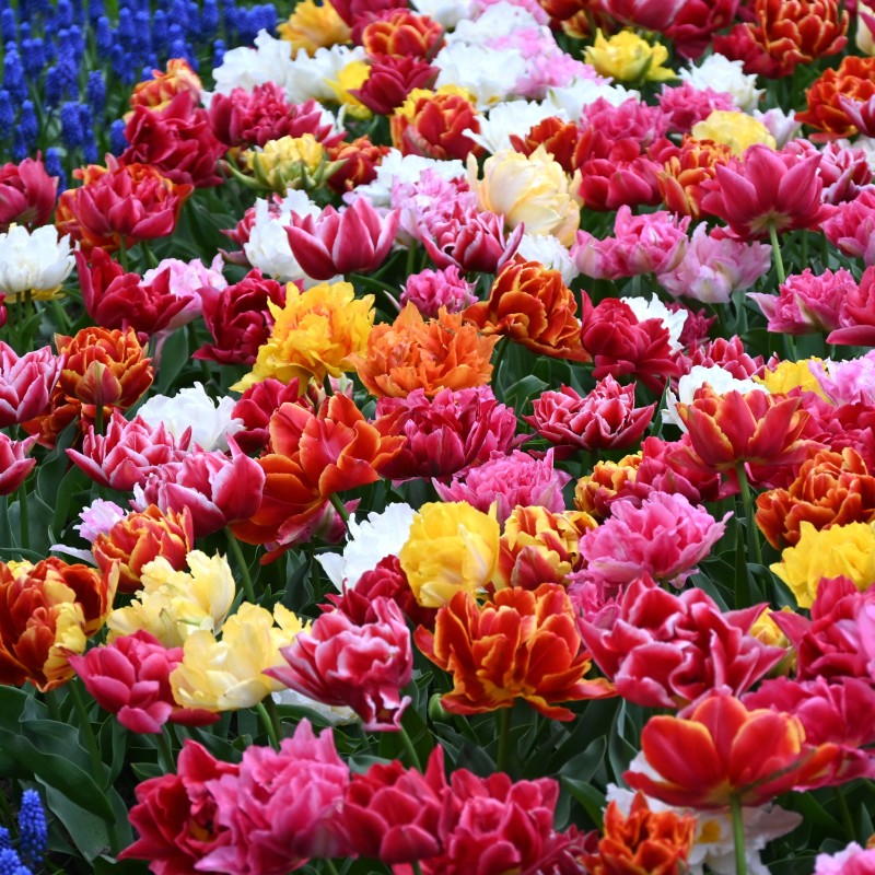 Tulipa -Premium Murillo Mix-