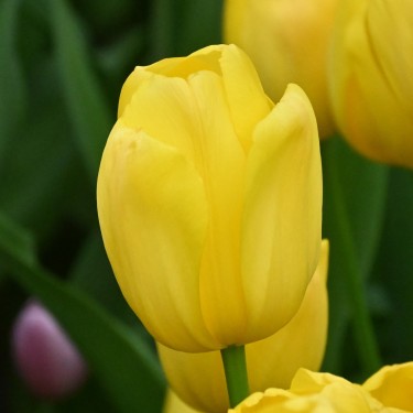 Tulipa 'Novi Sun'