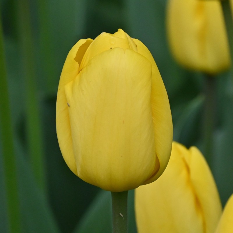 Tulipa 'Novi Sun' Tulipa 'Novi Sun'